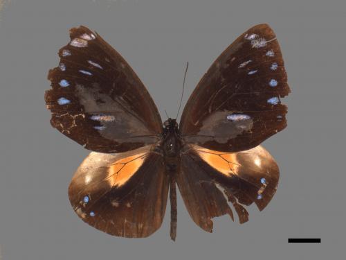 Euploea eunice hobsoni[圓翅紫斑蝶][00024781]