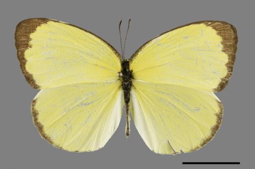 Eurema blanda arsakia[臺灣黃蝶][00101198]