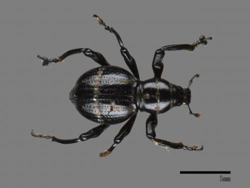 <已分類>Family：Curculionidae[象鼻蟲科][00082741]