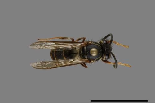 Vespula flaviceps[細黃胡蜂][00073398]