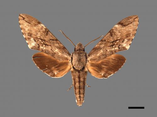 Psilogramma increta[霜降天蛾][00088365]