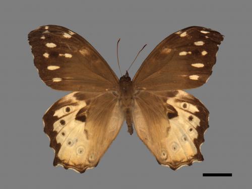 Neope armandii lacticolora[白色黃斑蔭蝶][00015344]