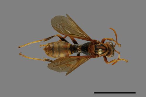 Polistes jokahamae[果馬蜂][00074349]