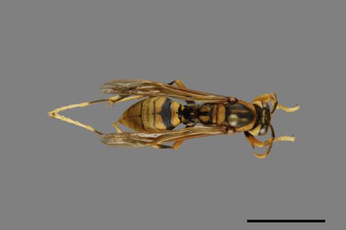 Polistes rothneyi[黃長腳蜂][00073613]