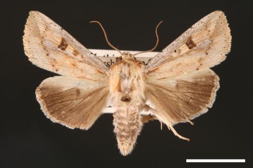 Mythimna albomarginata rubea[白緣秘夜蛾][00001524]