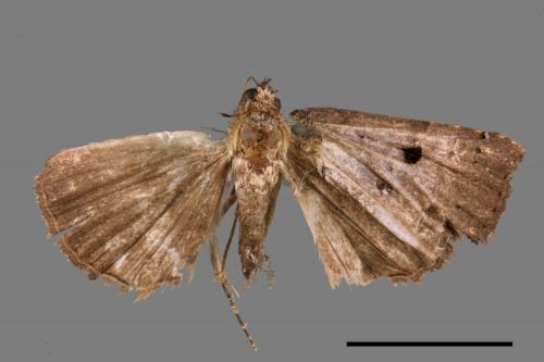 <已分類>Family：Geometridae[尺蠖蛾科][00087442]