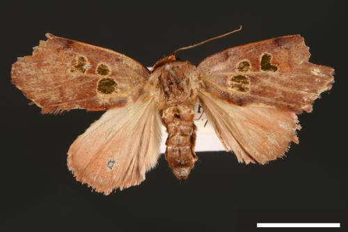 Carea trimacula[00004560]