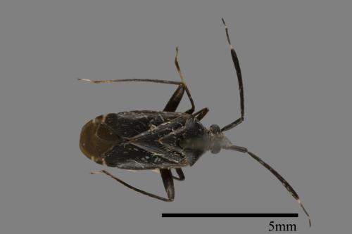 <已分類>Family：Miridae[盲椿象科][00079923]