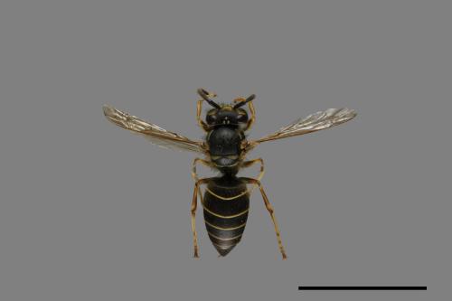 Vespula flaviceps[細黃胡蜂][00073342]