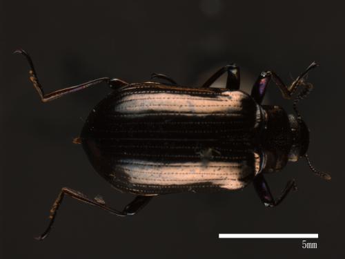 Cleomis marginicollis[爪哇擬步行蟲][00083724]