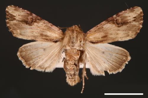 Egira contaminata[00001093]