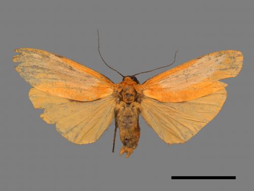Conilepia nigricosta paiwan[藍緣苔蛾][00047886]