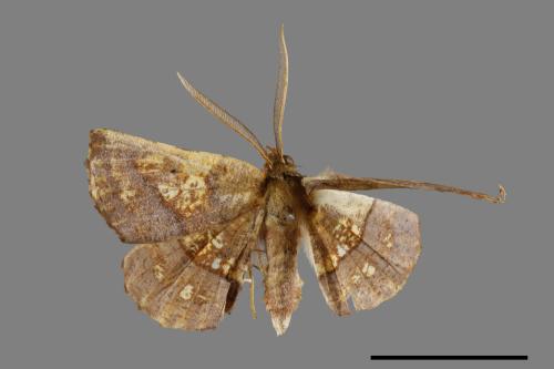 Garaeus specularis[透斑鈎角尺蛾][00071471]