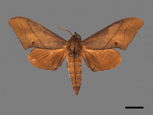 Marumba cristata bukaiana[直翅六點天蛾][00017407]