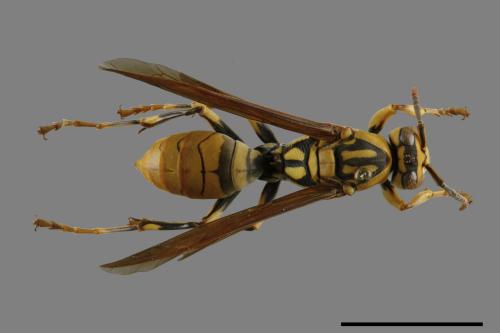 Polistes rothneyi[黃長腳蜂][00119350]