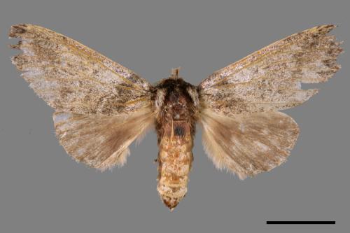 Pseudofentonia nigrofasciata[00044872]