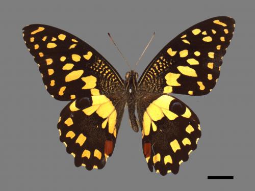 Papilio demoleus[無尾鳳蝶][00013729]