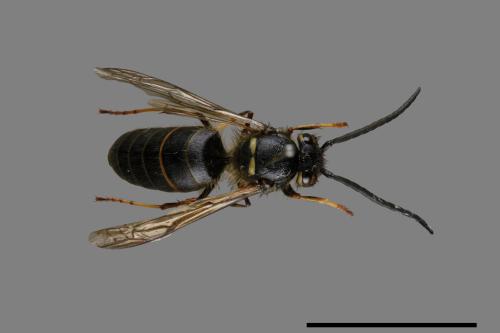 Vespula flaviceps[細黃胡蜂][00072926]