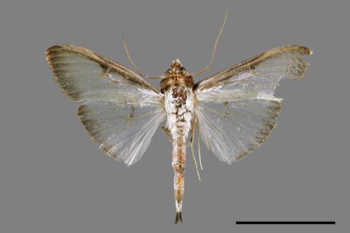 Sisyrophora pfeifferae[00028855]