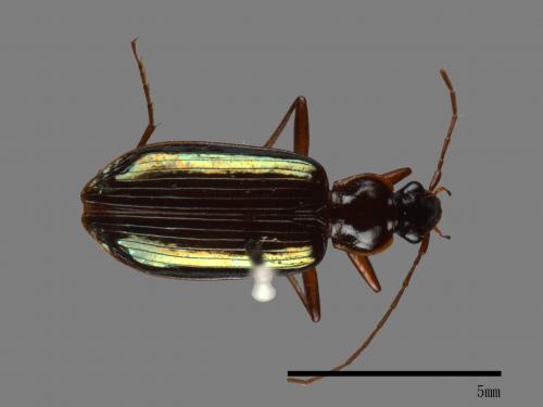 <已分類>Family：Carabidae[步行蟲科][00041050]