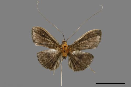 Filodes fulvidorsalis[00027193]