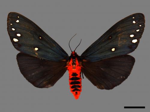 Taicallimorpha albipuncta[烏麗燈蛾][00055904]