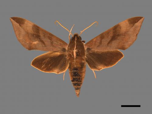 Ampelophaga rubiginosa myosotis[臺灣葡萄天蛾][00017536]