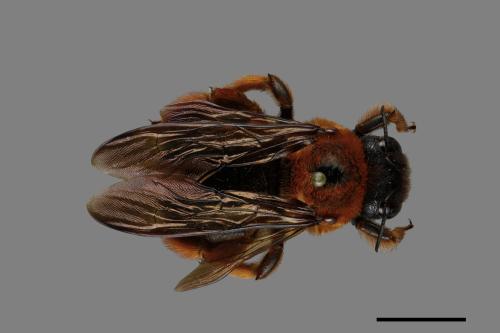 Xylocopa ruficeps[紅胸木蜂][00074690]