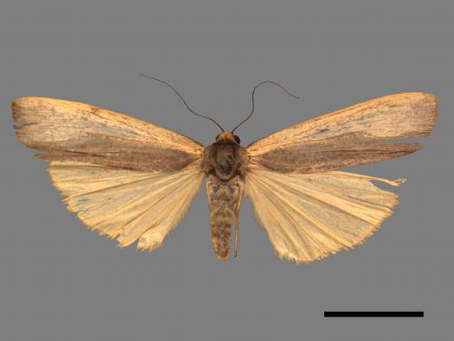 Agylla divisa[梯雙分華苔蛾][00044975]