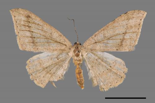 Luxiaria mitorrhaphes[雙斑鈎尺蛾][00029098]