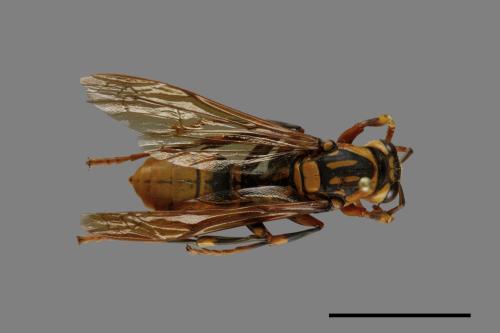 Polistes rothneyi[黃長腳蜂][00073574]