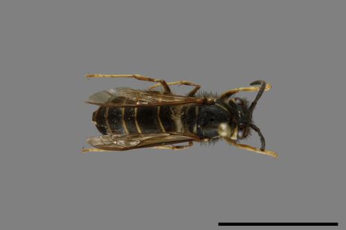 Vespula flaviceps[細黃胡蜂][00073461]