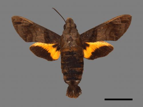 Macroglossum pyrrhosticta[黃斑長喙天蛾][00061162]