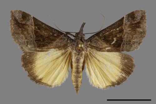 <已分類>Genus：Hypena[00094888]