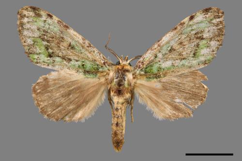 Somera viridifusca viridifusca[瑟舟蛾][00047789]