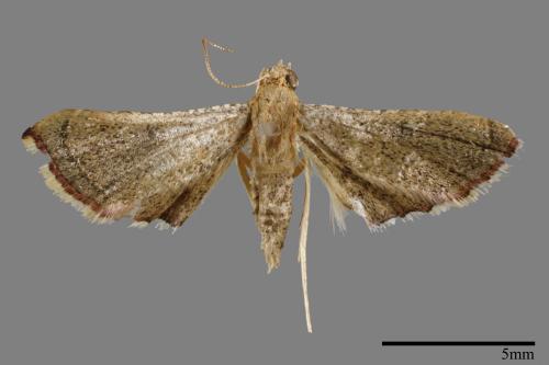 <已分類>Family：Crambidae[草螟科][00021741]