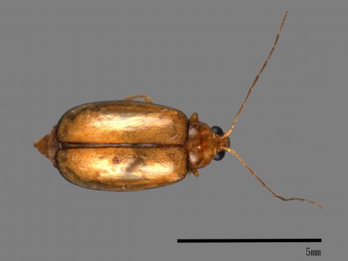 <已分類>Family：Chrysomelidae[金花蟲科][00084006]