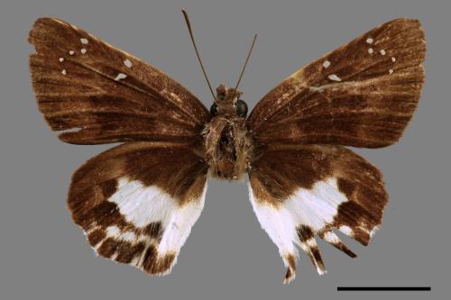 Tagiades cohaerens[白裙挵蝶][00013816]