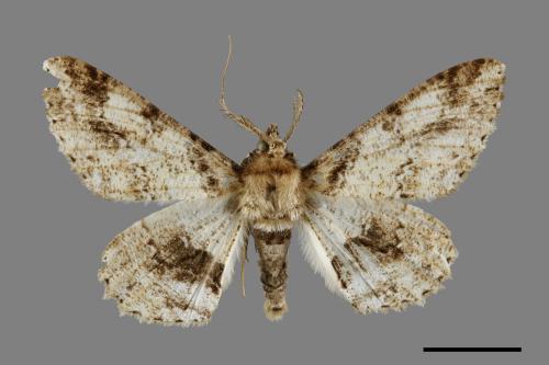 Cleora fraterna[黑腰鋸尺蛾][00071714]