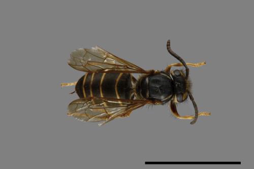 Vespula flaviceps[細黃胡蜂][00073311]