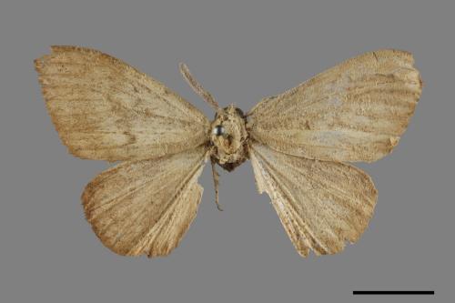 Lymantria xylina xylina[黑角舞蛾][00088388]