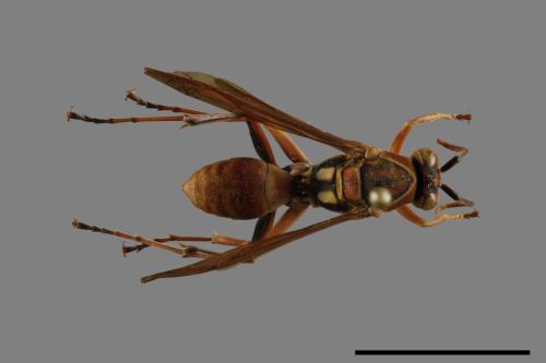 Polistes formosanus[00119363]