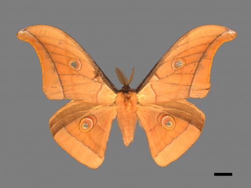 Antheraea pernyi[姬透目天蠶蛾][00016001]