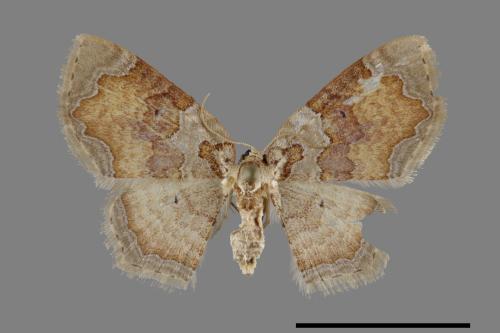 Palpoctenidia phoenicosma semilauta[紫角紋波尺蛾][00095053]