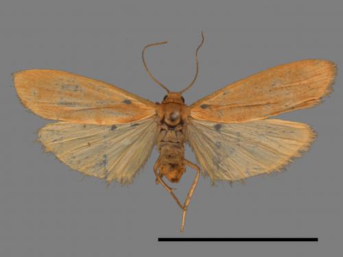 Tigrioides immaculatus[黃苔蛾][00018495]