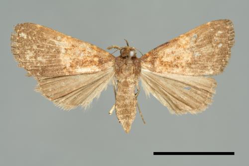 <已分類>Family：Noctuidae[夜蛾科][00011038]