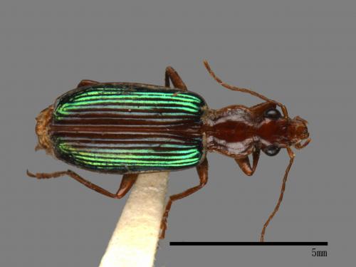 <已分類>Family：Carabidae[步行蟲科][00092710]