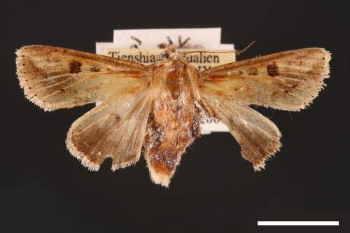 Mythimna albomarginata rubea[白緣秘夜蛾][00001543]