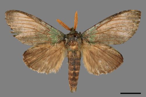 Netria viridescens continentalis[梭舟蛾][00015899]