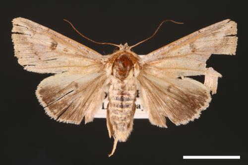 Mythimna albomarginata rubea[白緣秘夜蛾][00001551]